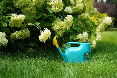 moisture meter level for hydrangeas|watering hydrangeas in ground.